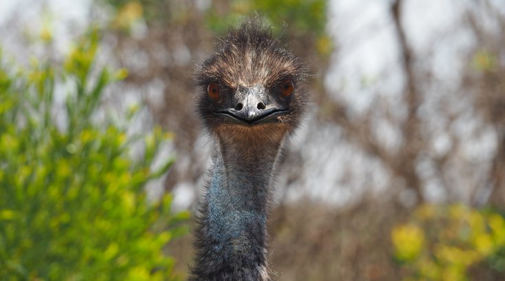 Emu