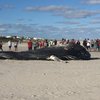 sea isle beached whale 3