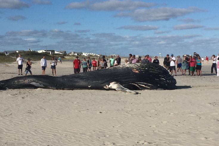 sea isle beached whale 3