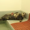 shark wounded seal