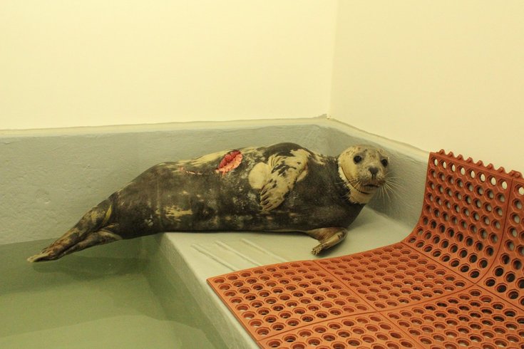 shark wounded seal