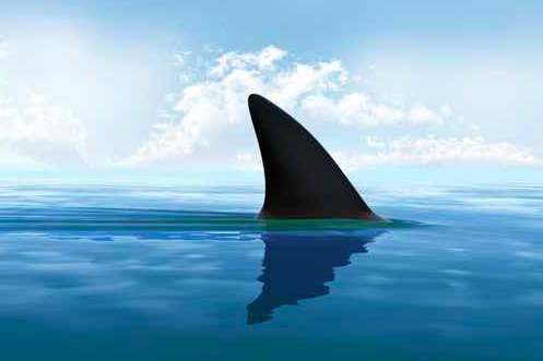 world record mako shark 2022