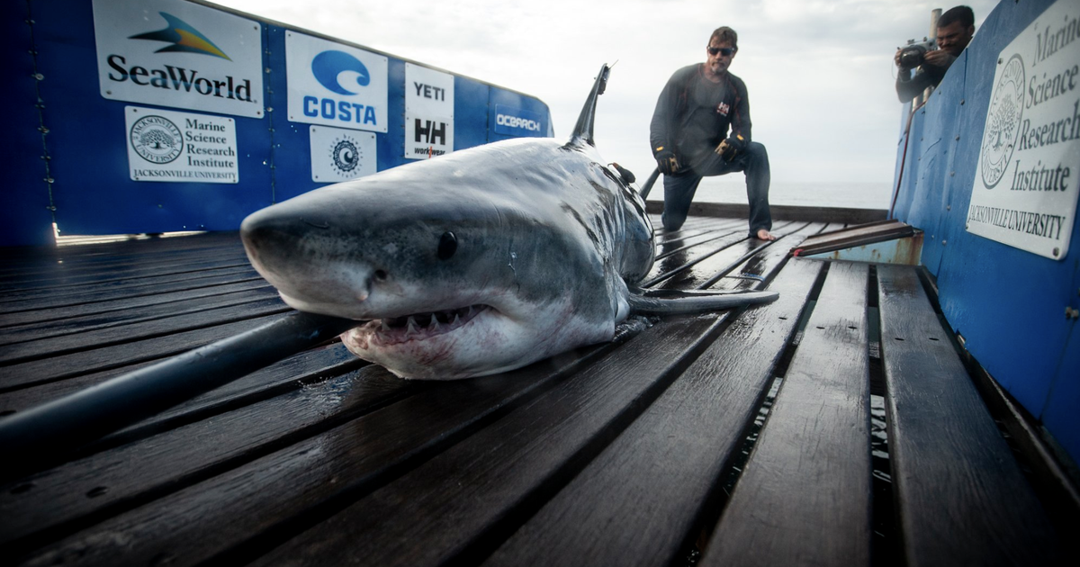 I made a Great White Shark for an educational project. : r/blender