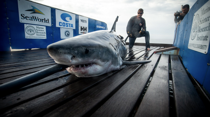 Shark ocean city cape may