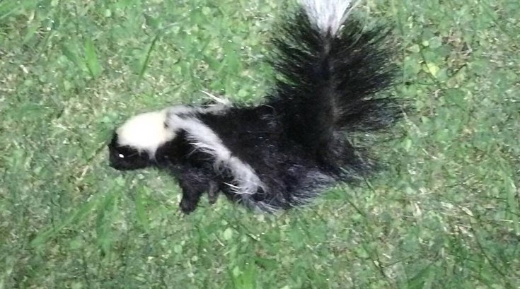 Maple Shade skunk