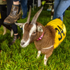sly fox goat race