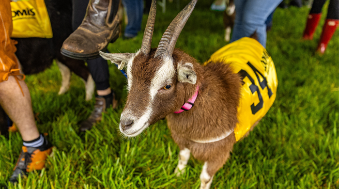 sly fox goat race