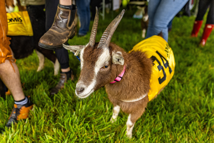 sly fox goat race