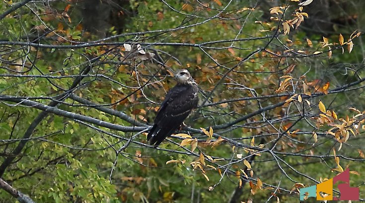 Snail Kite bird Pennsylvania