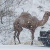 Snow Camel
