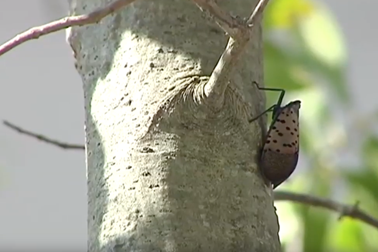 Spotted lanternflies wasps china