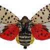 spotted lanternfly increase 2020