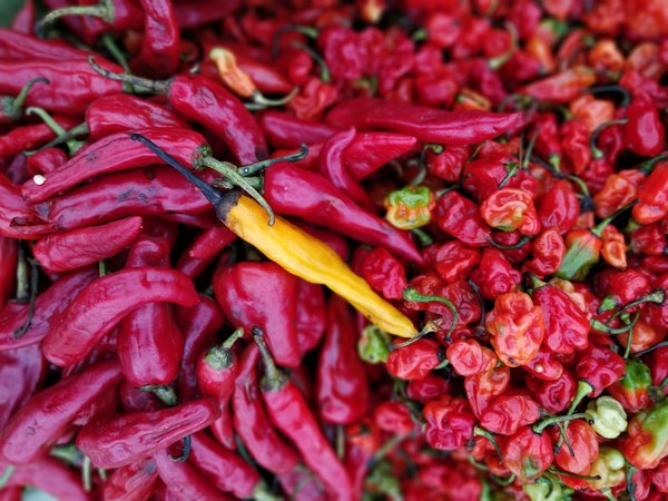 Chili peppers