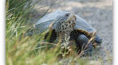 Diamondback terrapin ban