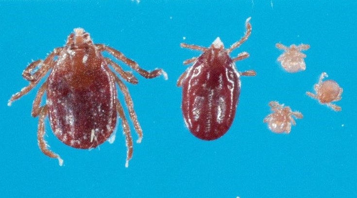 New Jersey Tick