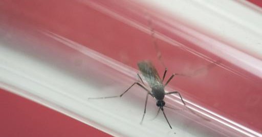 Four confirmed cases of the Zika virus in Montgomery County