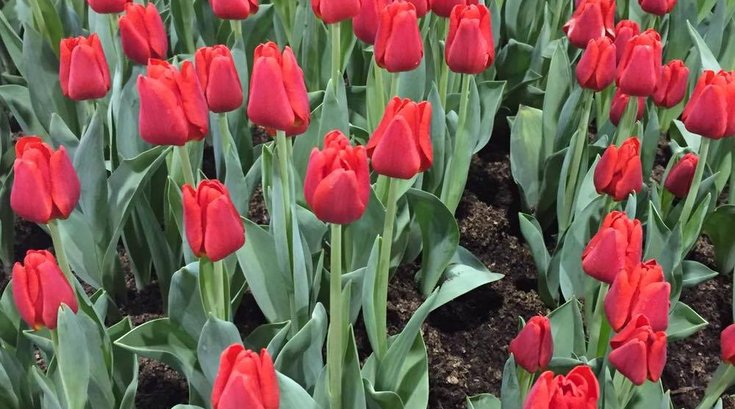 Tulips