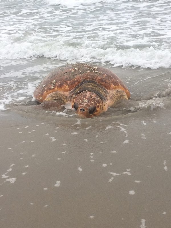 Turtle