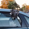 Uber Pet philly dogs