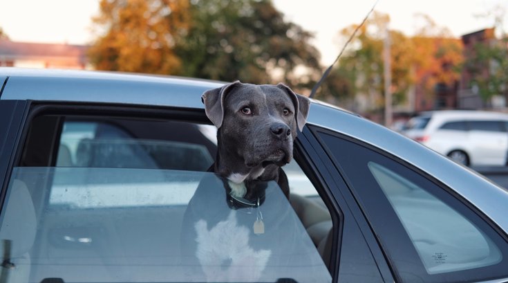 Uber Pet philly dogs