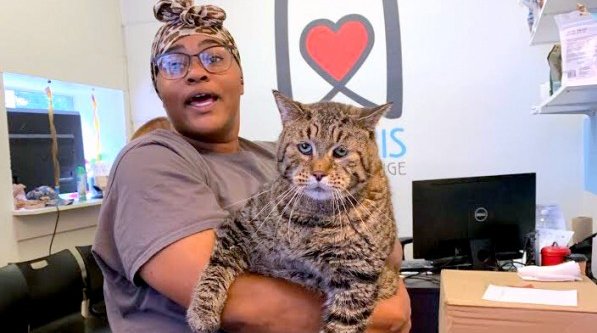 Mr. B chonk cat adopted