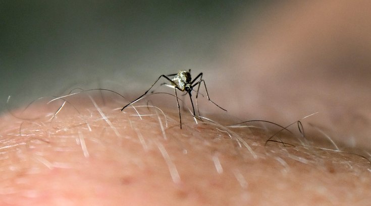 west nile virus 2026 mosquito