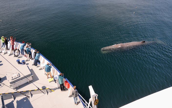 whale communication AI