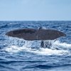 whale communication AI