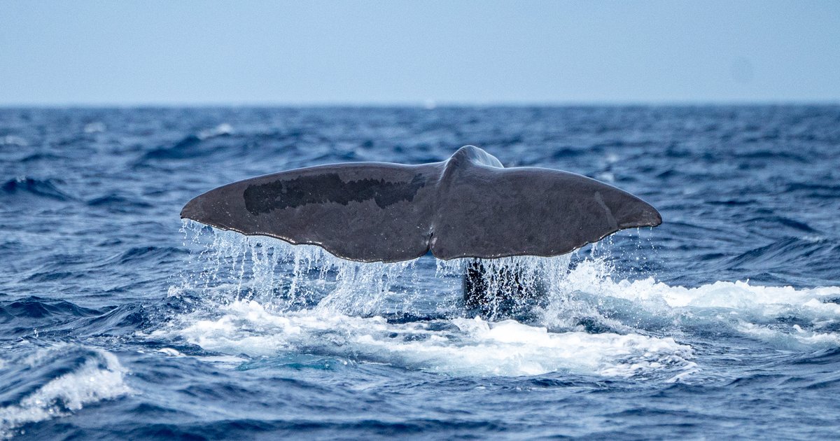 AI is decoding whale communications. Could that advance their legal rights?