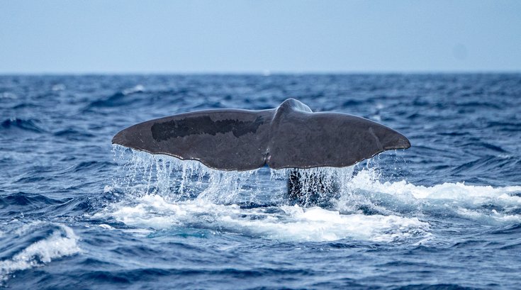 whale communication AI