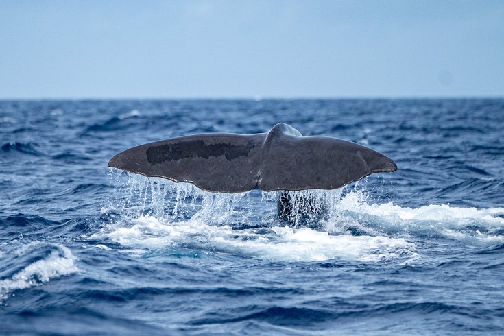 whale communication AI