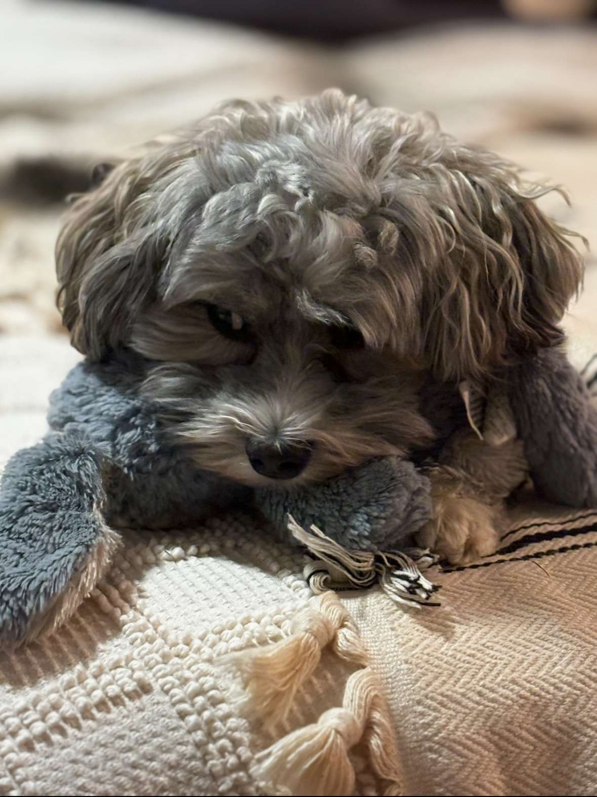 Dogs can help boost mental and physical health, but it's important to understand their feelings, too