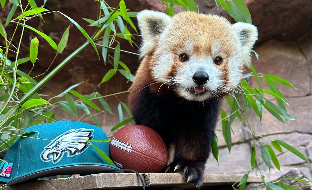 Khumbie, the Philadelphia Zoo's red panda and social media star, dies at 11