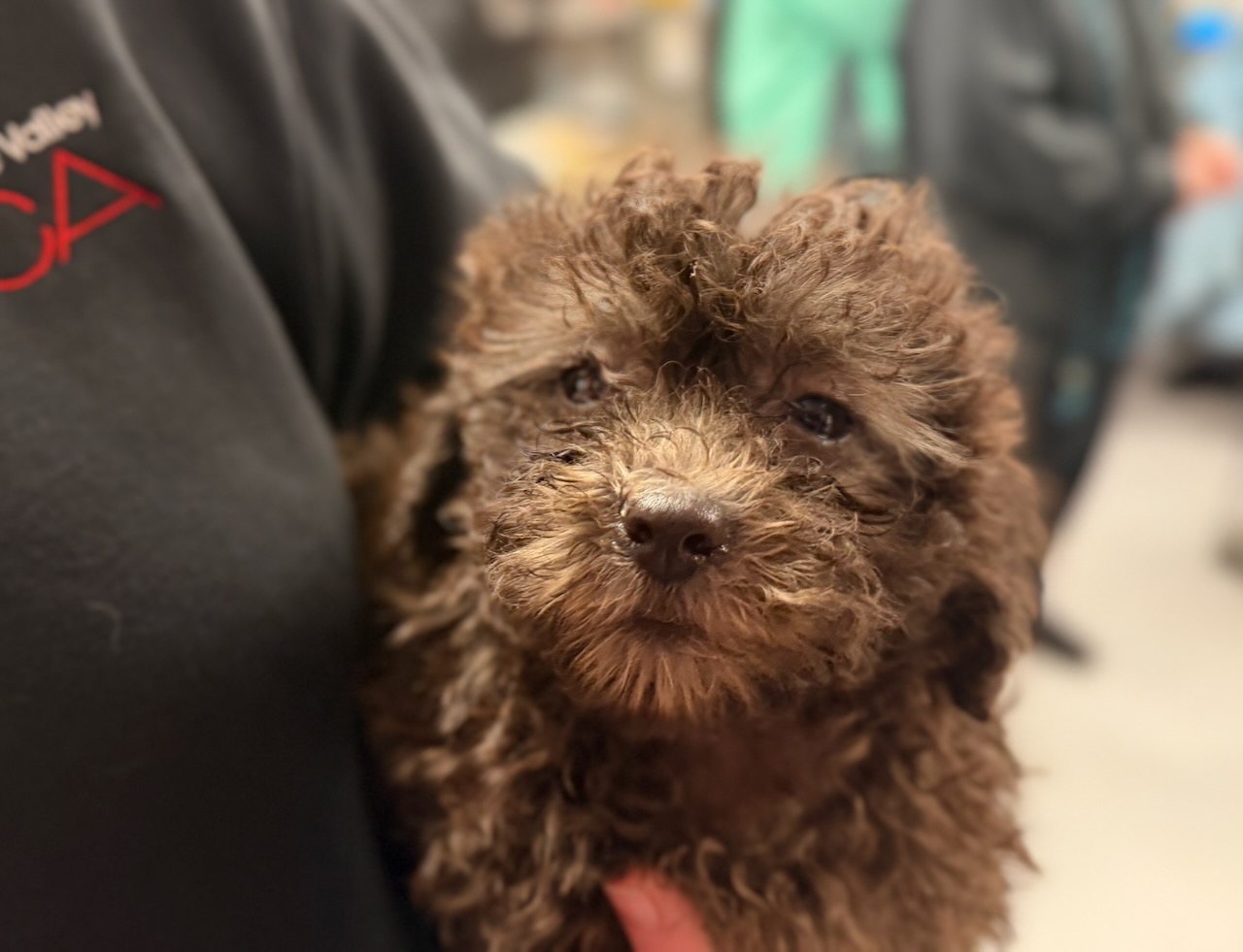 Nearly 50 dogs and puppies saved from 'heartbreaking conditions' in Delco home