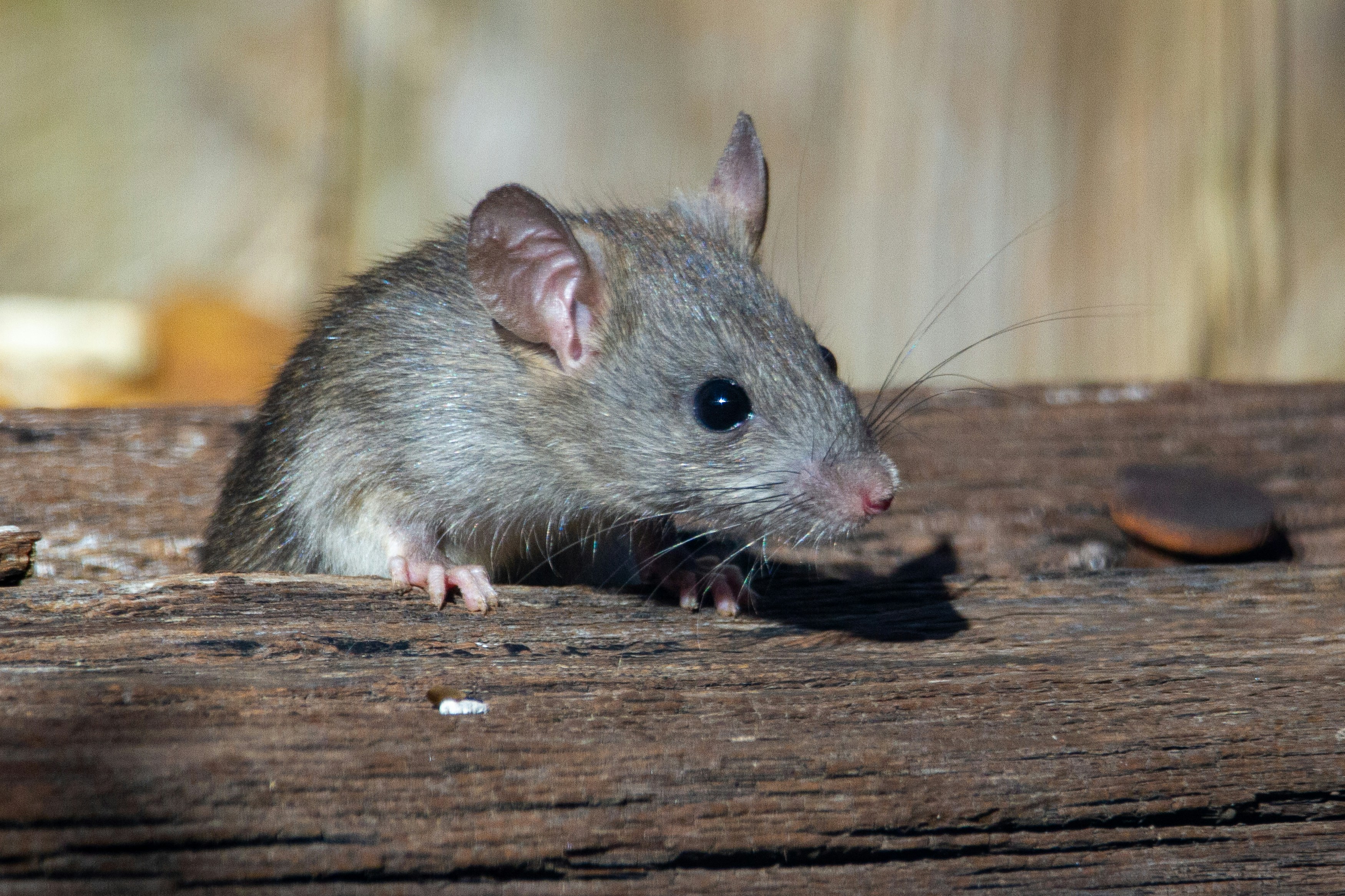 PETA to Mayor Parker: Put Philly's rats on birth control