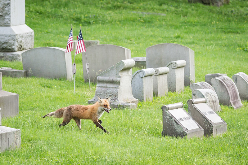 You might be surprised what’s living in Philly. This event asks you to find it