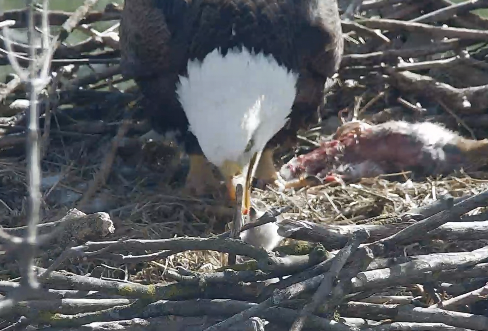 Livestream gives 24/7 access to newly hatched eaglet at Lancaster County farm