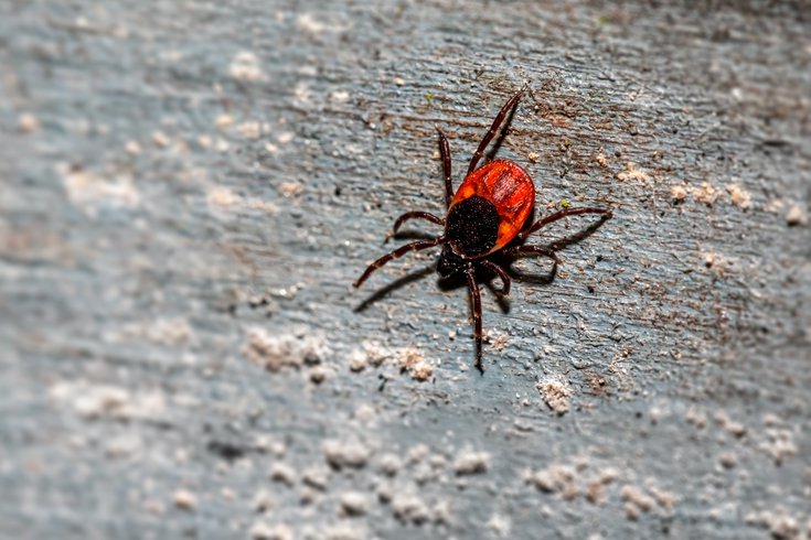 Emergency room visits for tick bites hit highest level in a decade