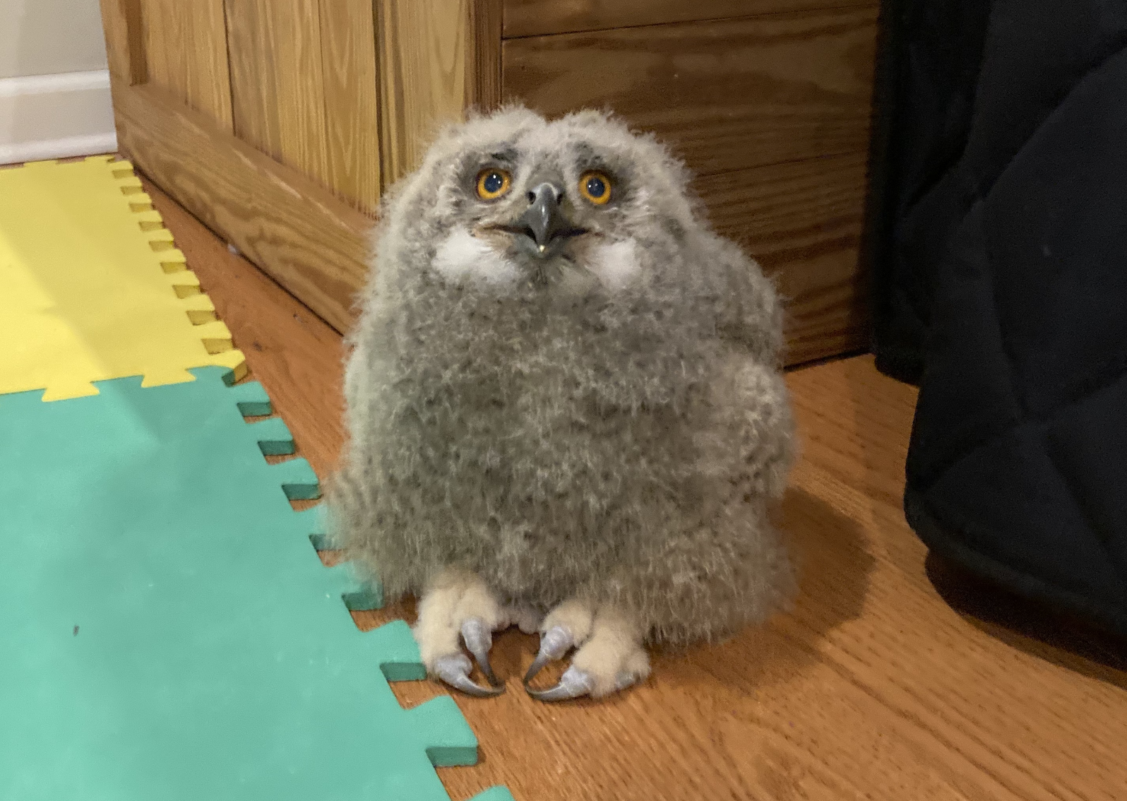 This Philly falconer spent years hunting with birds of prey. Now, she's training a baby owl to do meet-and-greets