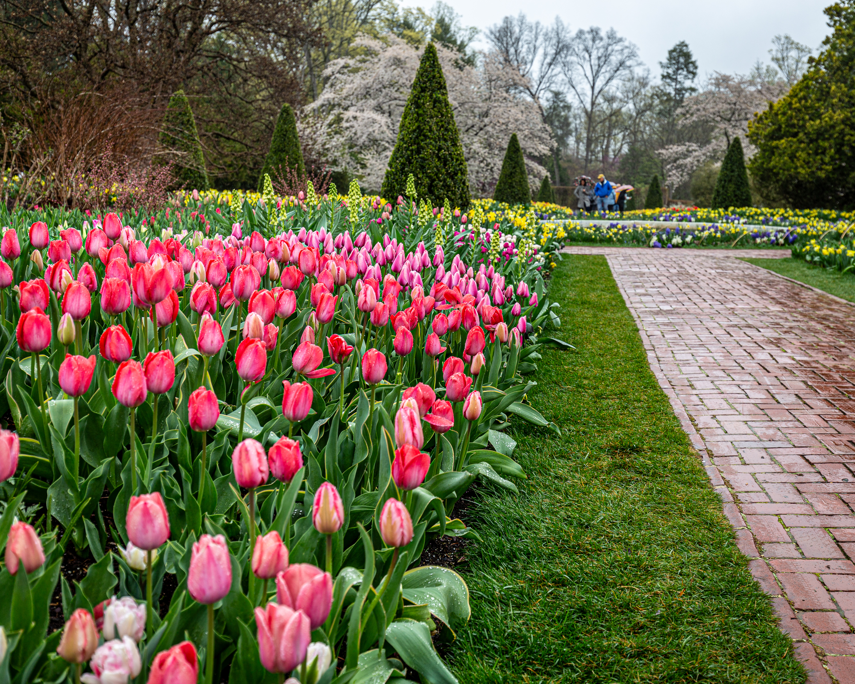 Spring Blooms returns to Longwood Gardens with tulips, flowering trees and extended hours