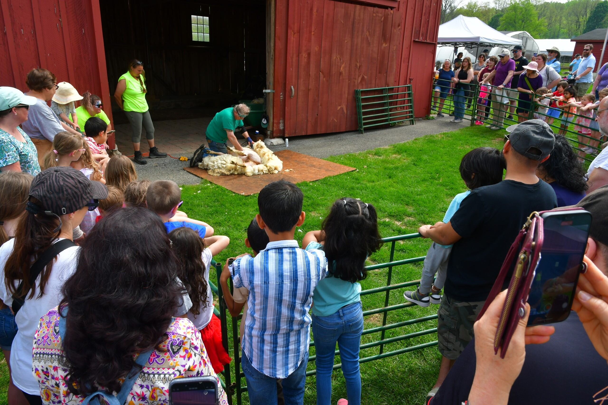 Springton Manor Farm’s Sheep + Wool Day will bring live shearing, food trucks and family activities to Chester County