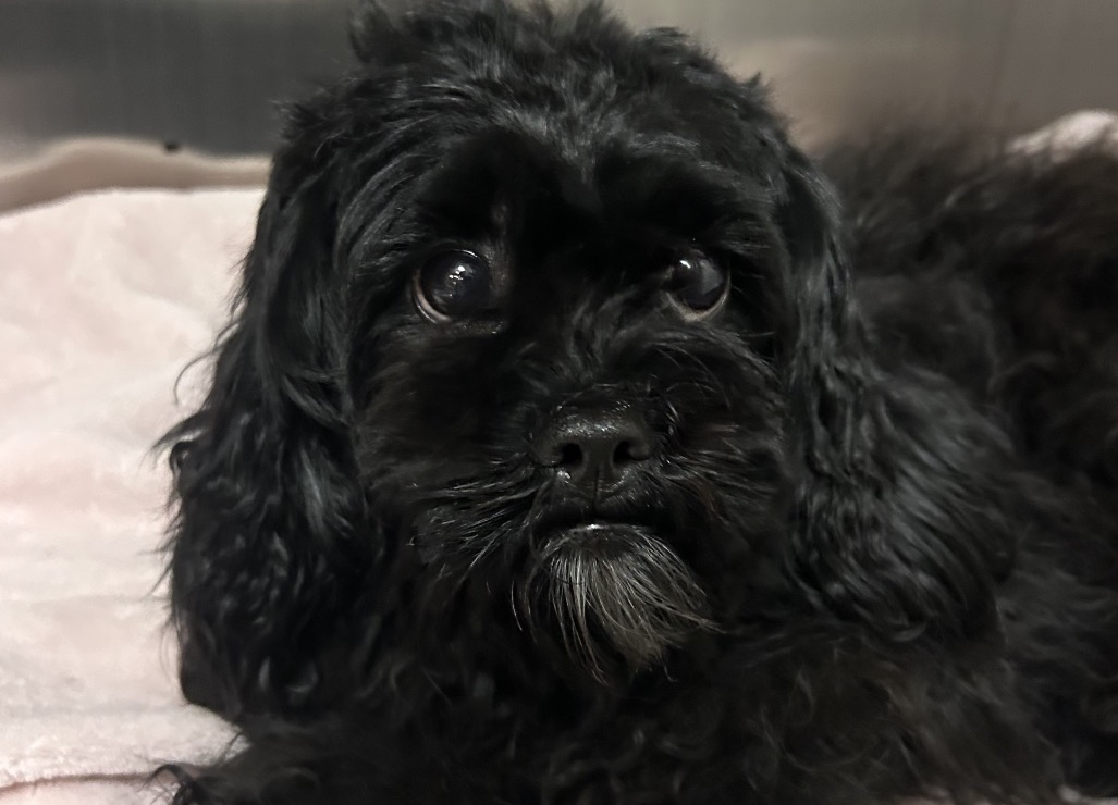 Dog rescued from Market-Frankford Line support beam that is several stories above ground