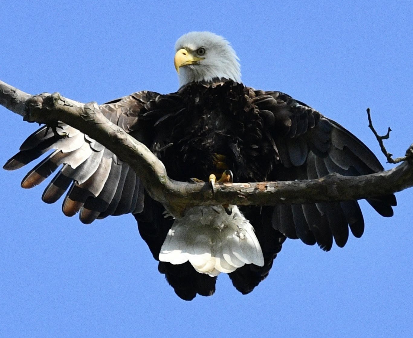 Hatching of three eaglets in nest at Kerr Park in Downingtown causes area to be blocked off
