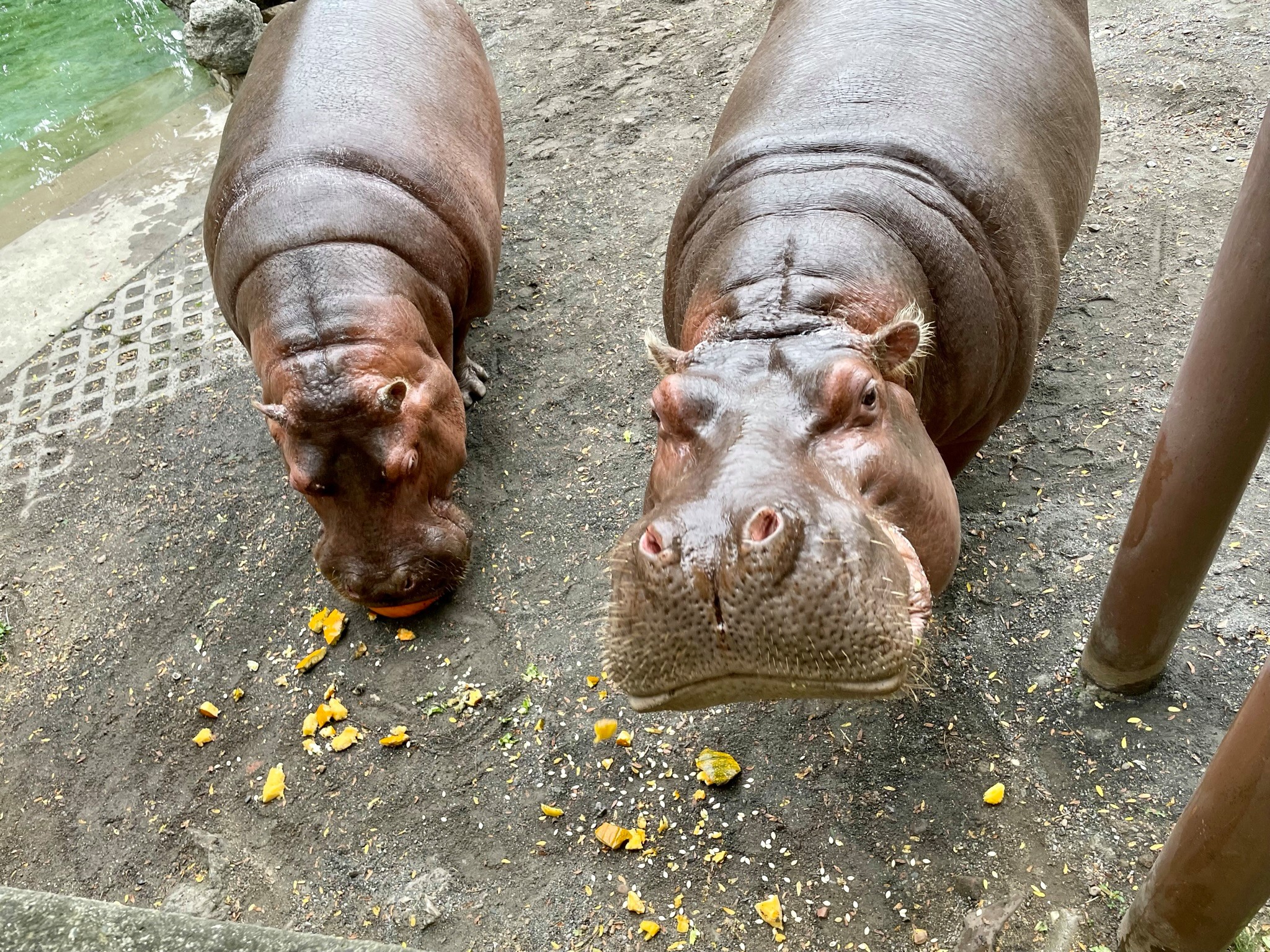 Boo at the Zoo will bring pumpkin-eating hippos, giant skeletons and 10-story views of the Zoo’s fall foliage