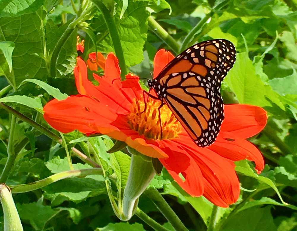 Can’t get enough plants? Take a day trip to Carlisle for this plant sale in May