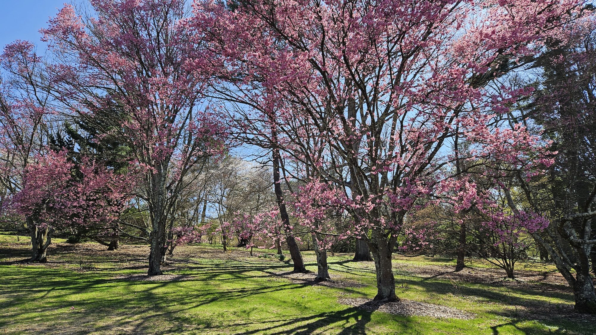 Morris Arboretum is offering an evening cherry blossom stroll with sake tastings