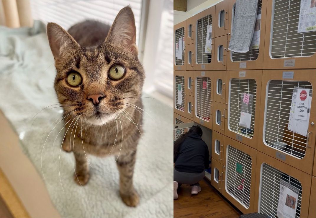 PAWS offering name-your-fee adoptions after garage collapse caused evacuation