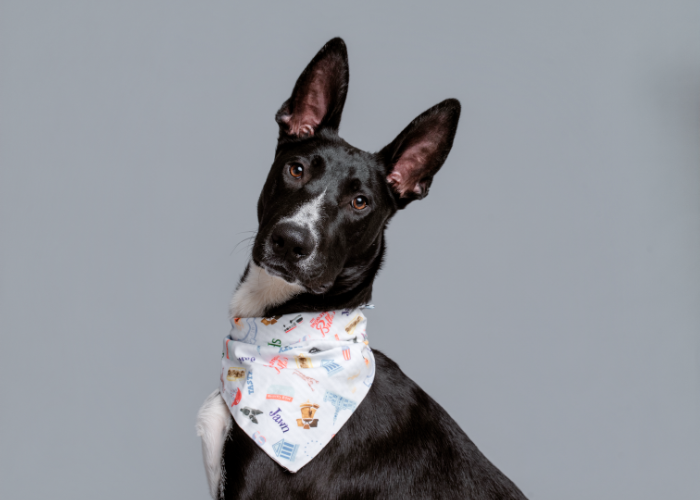 Strut Your Mutt will bring a dog egg hunt, adoptable pups and spring outfits to Chester County