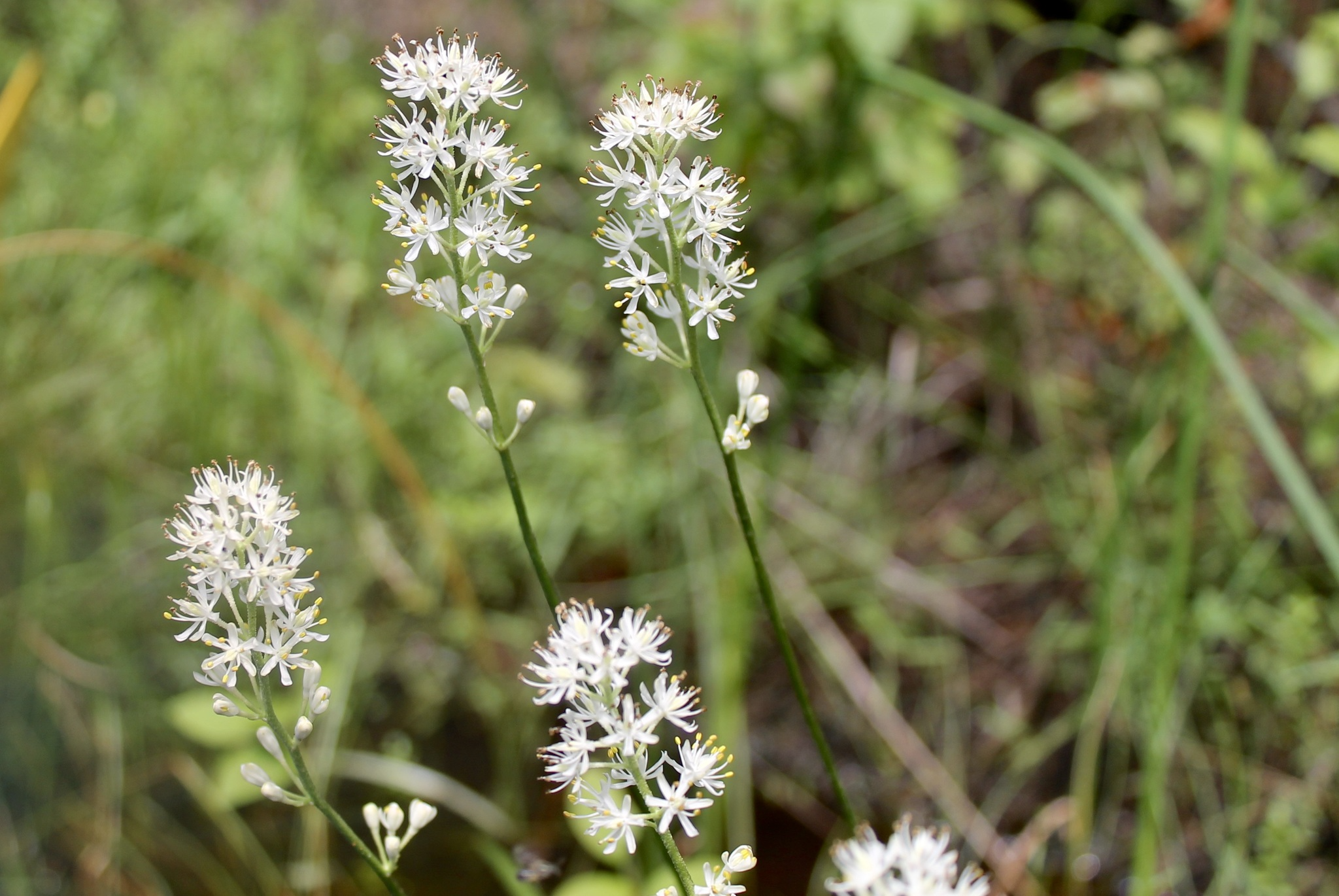 Temple scientist discovers rare species of wildflower only grows in New Jersey