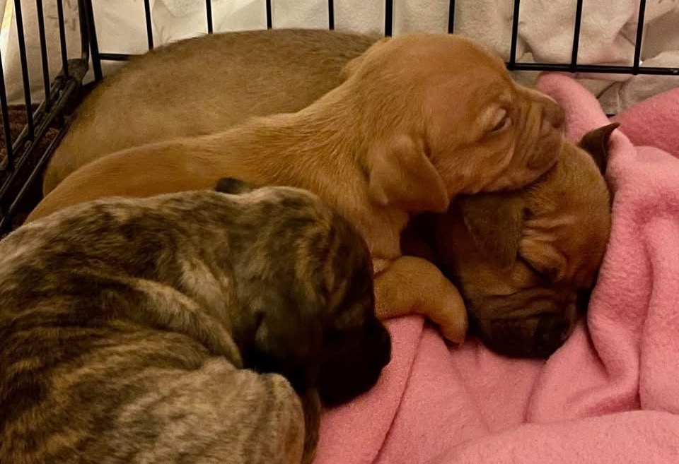 Abandoned puppies found in a Center City garage for second time in months